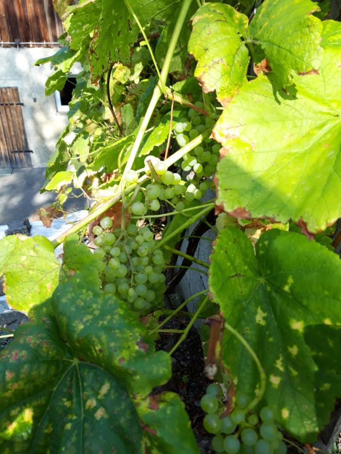 Ferienwohnung Im Seidlerhof Mit Balkon Und Garten 론바크 외부 사진