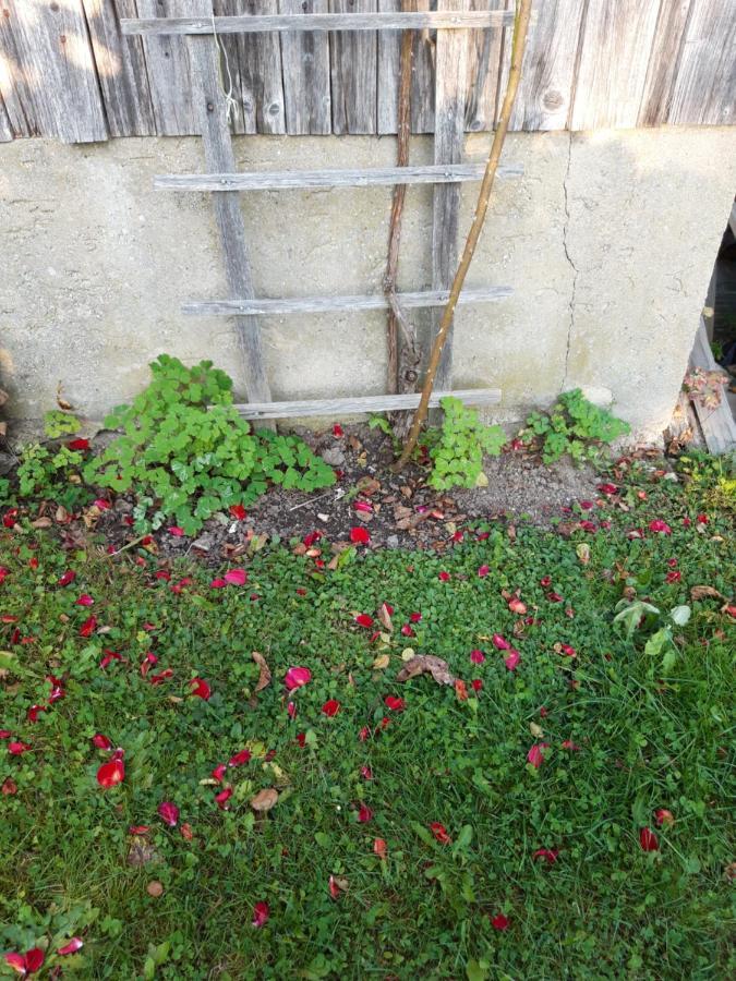 Ferienwohnung Im Seidlerhof Mit Balkon Und Garten 론바크 외부 사진